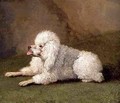 A Belgian Poodle - Filippo Hackert