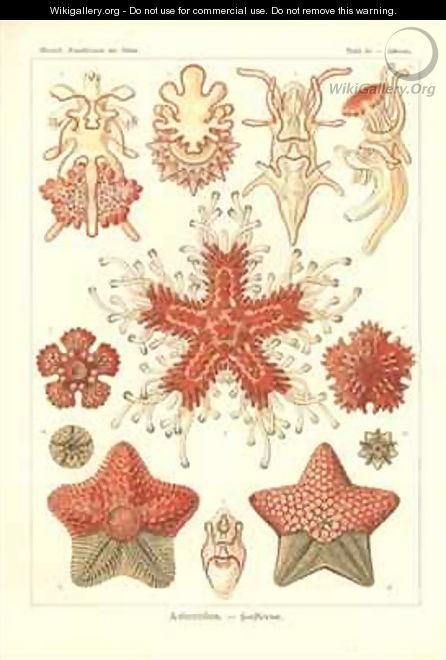 Asteridea Sea Star Pl40 from Kunstformen der Natur - Ernst Haeckel