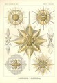 Acanthometra Stachelstrahlinge Pl21 from Kunstformen der Natur - Ernst Haeckel