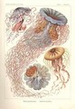 Discomedusae Scheibenquallen Pl 8 from Kunstformen der Natur - Ernst Haeckel