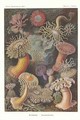 Actiniae Sea anemone Pl49 from Kunstformen der Natur - Ernst Haeckel