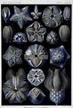 Ernst Haeckel