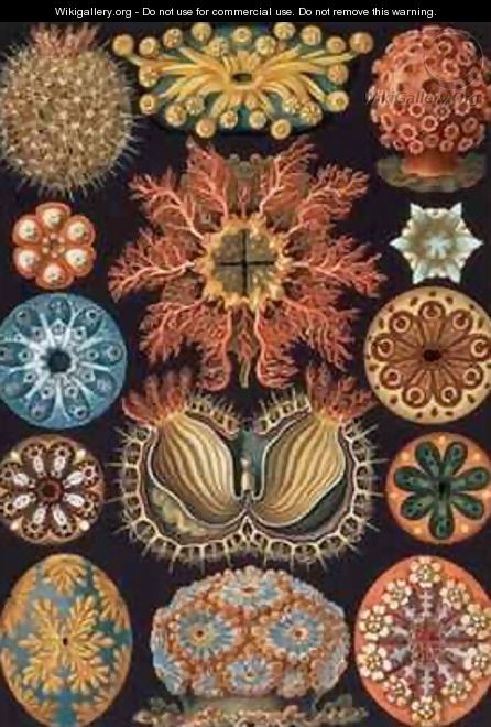 Ascidiae plate 85 from Kunstformen der Natur - Ernst Haeckel