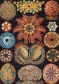 Ascidiae plate 85 from Kunstformen der Natur - Ernst Haeckel