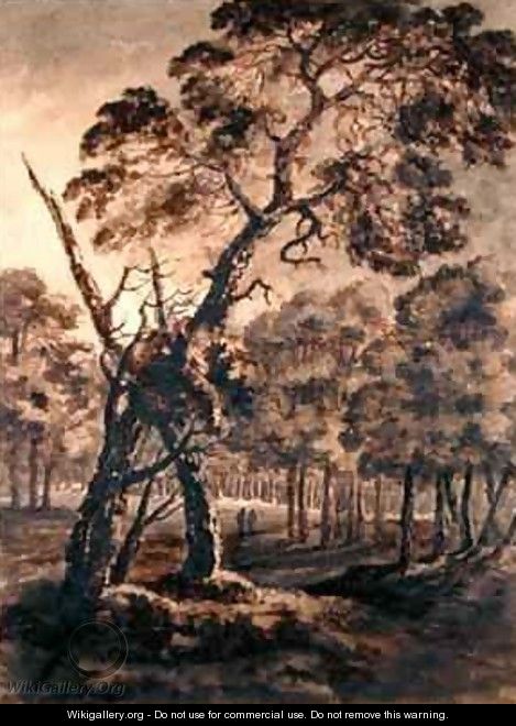 Forest Scene A Giant Scots Fir and Forest Glade - Rev. William Gilpin