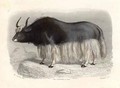 The Tartary Cow - (after) Gobin, H.
