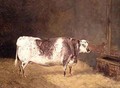 Shorthorn Cow - John Goode