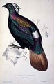 Himalayan Monal Pheasant - Elizabeth Gould