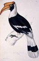 Buceros Cavatus from A Century of Birds from the Himalaya Mountains - Elizabeth Gould