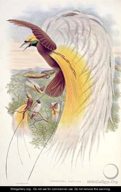 Bird of Paradise from Birds of New Guinea - (after) Gould, John & Hart, William