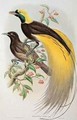 Bird of Paradise Greater Paradisaea Apoda - (after) Gould, John & Hart, William