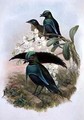 Lophornina Superb Bird of Paradise - (after) Gould, John & Hart, William