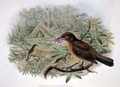 Amblyornis Inornatus Vogelkop Gardener Bowerbird - (after) Gould, John & Hart, William