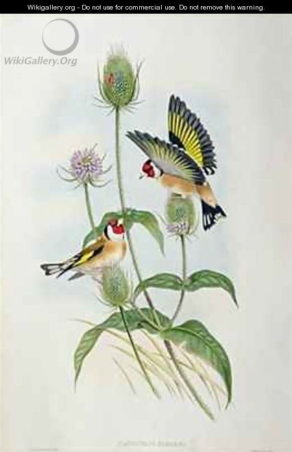 Goldfinch Carduelis Elegans - (after) Gould, John & Richter, H.C.