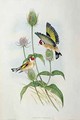 Goldfinch Carduelis Elegans - (after) Gould, John & Richter, H.C.