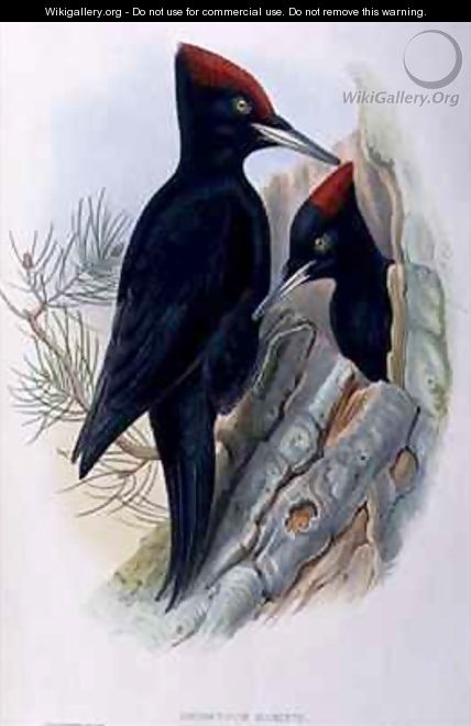 Great Black Woodpecker Dryocopus Martius - (after) Gould, John & Richter, H.C.
