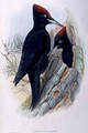 Great Black Woodpecker Dryocopus Martius - (after) Gould, John & Richter, H.C.