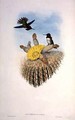 Humming Bird - (after) Gould, John & Richter, H.C.