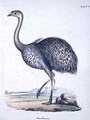 Rhea darwinii - (after) Gould, John