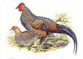 Two Asian pheasants Gallus Sonneratii - (after) Gould, John