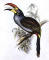 Pteroglossus Hypoglaucus from Tropical Birds - John Gould