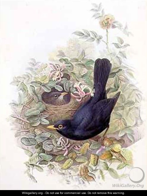 Blackbird 2 - John Gould