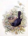 Blackbird 2 - John Gould