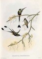 Spathura Solstitialis - John Gould