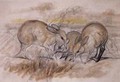 Pig Footed Bandicoot - John Gould