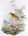 Yellowhammer - John Gould