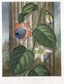 The Winged Passion Flower - (after) Henderson, Peter Charles