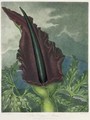 The Dragon Arum - (after) Henderson, Peter Charles