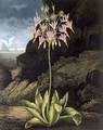 The American Cowslip - (after) Henderson, Peter Charles