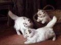 Three White Angora Kittens 2 - Arthur Heyer