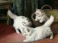 Three White Angora Kittens - Arthur Heyer