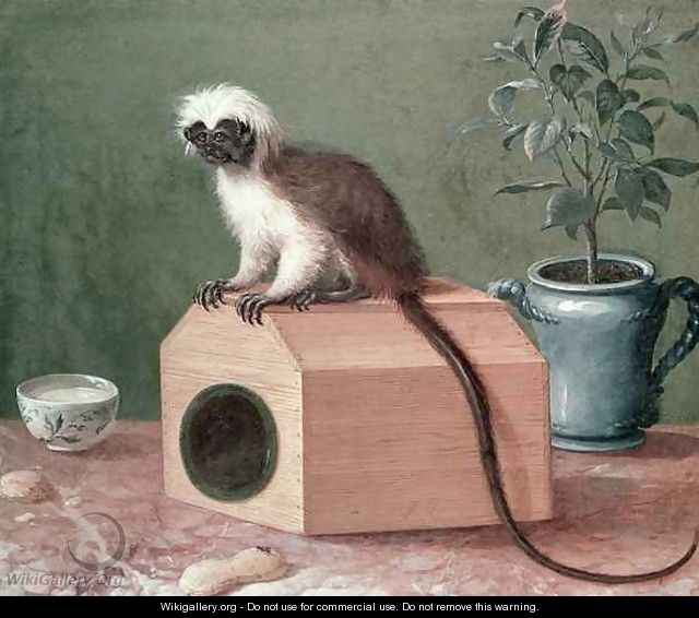 The Favourite Monkey of Carl Linnaeus 1707-78 - Gustavus Hesselius