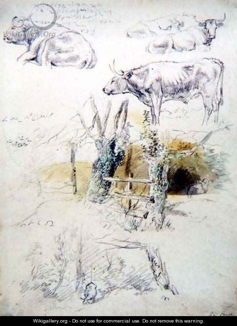 Cattle Studies - Robert Hills