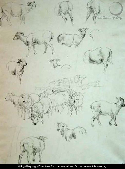 Flock of Sheep - Robert Hills