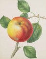 An Apple - Elizabeth Jane Hill