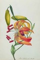 Tiger Lily - Mrs Frederick Hill