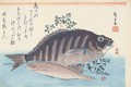 Shimadai and Ainame from the series The Large Fish Utagawa School - Utagawa or Ando Hiroshige