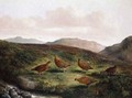 Grouse in a Moorland landscape - Tom Hold