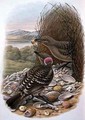 Chlamydera Nuchalis Great or Great Grey Bowerbird - William M. Hart
