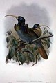 White Sickle billed Bird of Paradise - William M. Hart