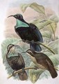 Ptiloris Paradiseus Rifle Bird of Paradise - William M. Hart