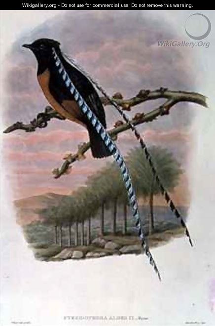 Pteridophora Alberti King of Saxony Bird of Paradise - William M. Hart
