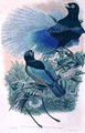 Blue Bird of Paradise - William M. Hart