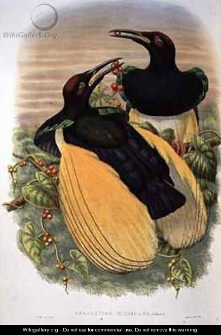 Bird of Paradise Twelve wired Seleucidis Melanoleuca - William M. Hart