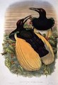 Bird of Paradise Twelve wired Seleucidis Melanoleuca - William M. Hart