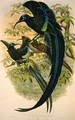 Epimachus Speciosus - William M. Hart